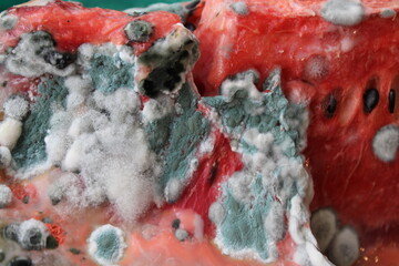 Moldy watermelon slice. Unhealthy and harmful food . selective focus.