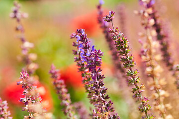 Obraz premium Lavendel Beet, Kurpark Bad Sassendorf, Kreis Soest, Juli 2023
