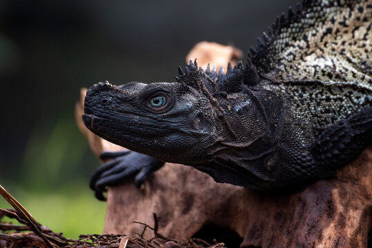 Close-up of a sailfin water lizard on a piece of wood, Sulawesi, Indonesia