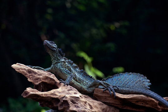 Close-up of a Weber's sailfin lizard (Hydrosaurus weberi) basking in the sun on a piece of wood, Sulawesi, Indonesia