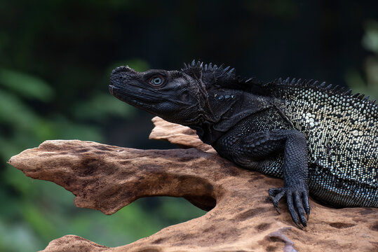 Close-up of a sailfin water lizard on a piece of wood, Sulawesi, Indonesia