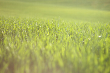 Young wheat field in springtime