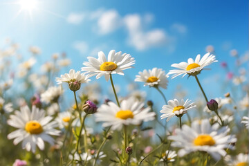 A field full of white daisies under a blue sky