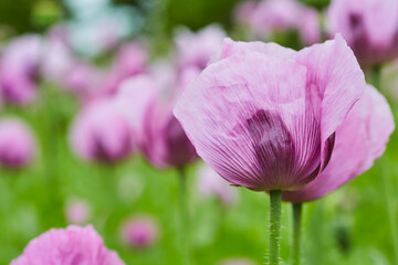 Lila Mohn und Roter Mohn, Mohnfeld in Bad Salzufeln, Juni 2023 
