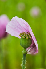 Lila Mohn und Roter Mohn, Mohnfeld in Bad Salzufeln, Juni 2023 
