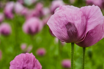 Lila Mohn und Roter Mohn, Mohnfeld in Bad Salzufeln, Juni 2023 
