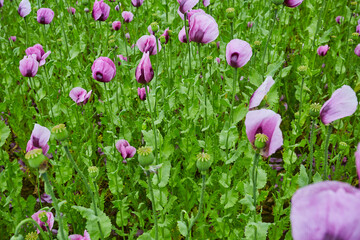 Lila Mohn und Roter Mohn, Mohnfeld in Bad Salzufeln, Juni 2023 
