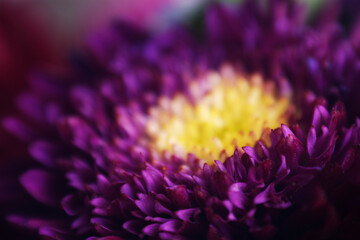 purple violet flower close-up chrysanthemum single flower yellow center