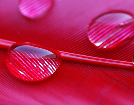 water drops in a row on the pink red duck feather closeup macro