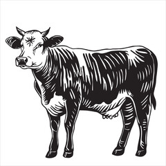 cow, black and white illustration in sketch style, engraving. vintage drawing, farm animal