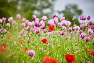 Lila Mohn und Roter Mohn, Mohnfeld in Bad Salzufeln, Juni 2023 
