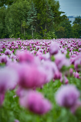 Lila Mohn und Roter Mohn, Mohnfeld in Bad Salzufeln, Juni 2023 
