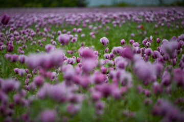 Lila Mohn und Roter Mohn, Mohnfeld in Bad Salzufeln, Juni 2023 
