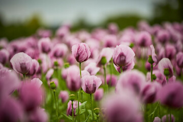 Lila Mohn und Roter Mohn, Mohnfeld in Bad Salzufeln, Juni 2023 
