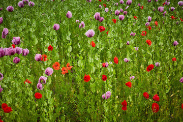 Lila Mohn und Roter Mohn, Mohnfeld in Bad Salzufeln, Juni 2023 
