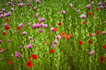 Lila Mohn und Roter Mohn, Mohnfeld in Bad Salzufeln, Juni 2023 
