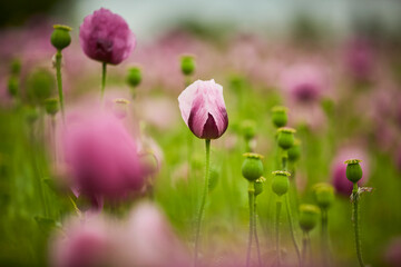 Lila Mohn und Roter Mohn, Mohnfeld in Bad Salzufeln, Juni 2023 
