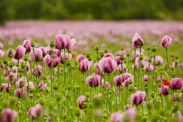 Obraz premium Lila Mohn und Roter Mohn, Mohnfeld in Bad Salzufeln, Juni 2023 