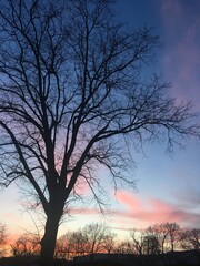 Fototapeta na wymiar sunset on the trees