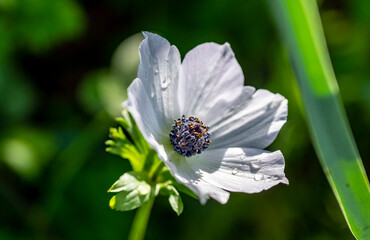 Fototapeta premium Wild white anemone coronaria (windflower) flowers blooming in the Antalya, Turkey after the winter rains. Also known as spanish marigold or windflower.