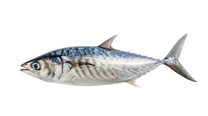 Fish Atlantic bonito, isolated on transparent and white background.PNG image - obrazy, fototapety, plakaty
