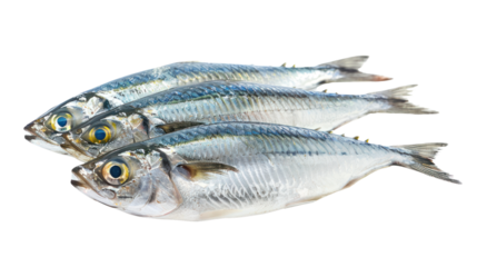 Fresh raw sardines isolated on transparent and white background.PNG image