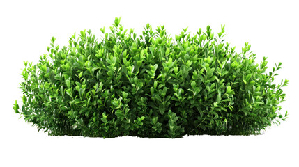 green bush isolated on transparent and white background.PNG image
