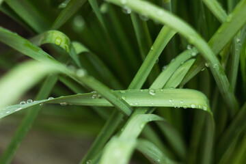 Water drops on the narcissus leaves close-up