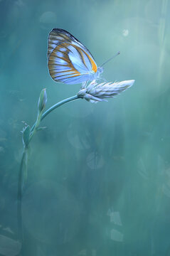Close-up profile of a butterfly on a plant, Indonesia
