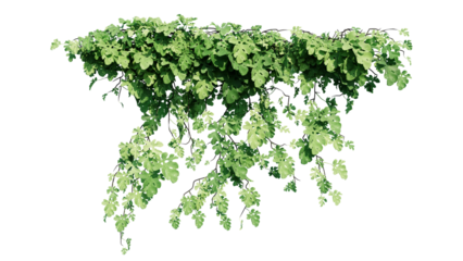Plant and flower vine green ivy leaves tropic hanging, climbing isolated on transparent background.