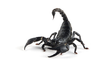 Close-up of a black Asian forest scorpion (Heterometrus spinifer) against a white background