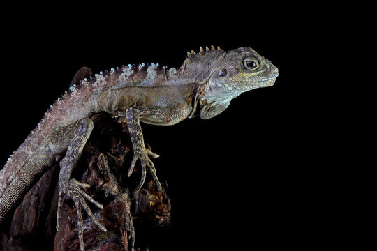 Close-up of an Angle-headed forest dragon (Hypsilurus magnus) on wood, Indonesia