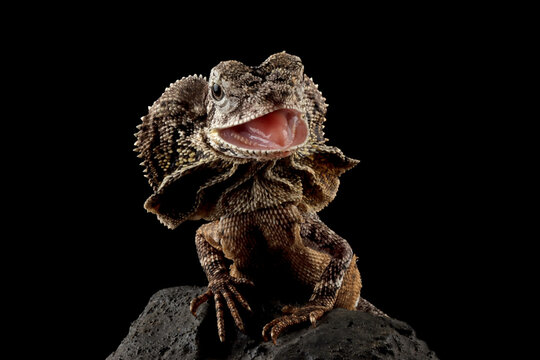 Angry frilled-neck lizard (chlamydosaurus kingii) on a rock, Indonesia
