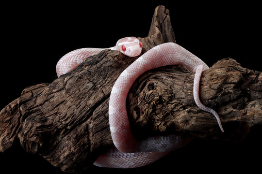 Close-up of a juvenile corn snake on a branch, Indonesia
