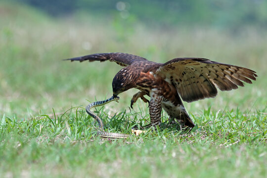 Crested Goshawk bird catching a snake in the grass, Indonesia
