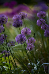 Obraz premium Lila Riesenlauch, Allium Giganteum, Mai 2023, Greifswald-Wieck, Mühlentag, Mecklenburg Vorpommern