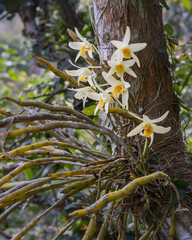 Closeup view of creamy white and orange yellow flowers of epiphytic orchid species dendrobium heterocarpum blooming outdoors on natural background