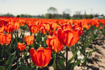 Tulip flowers blooming in the garden field landscape. Stripped tulips growing in flourish meadow sunny day Keukenhof. Beautiful spring garden with many red tulips outdoors. Blooming floral park in