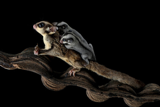 Close-up of a sugar glider (Petaurus breviceps) on a branch holding an insect with three joeys on her back, Indonesia
