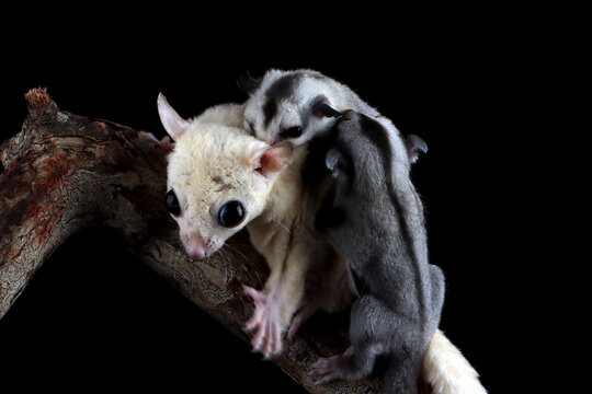 Close-up of a sugar glider (Petaurus breviceps) on a branch with a joey on her back, Indonesia