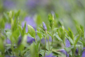 Blue periwinkle in the spring garden close-up