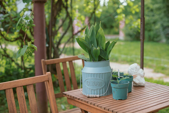 Pumpkin seedlings in pots on table in a summer gazebo, Belarus