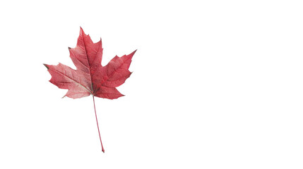 Red maple leaf  isolated on transparent and white background.PNG image