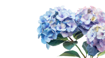 Purple blue hydrangea flowers isolated on transparent and white background.PNG image