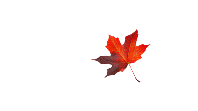 Red maple leaf  isolated on transparent and white background.PNG image