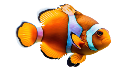 reef fish , clown fish or anemone fish isolated on transparent and white background.PNG image