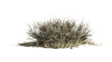 Dry grass with grass isolated on transparent and white background.PNG image