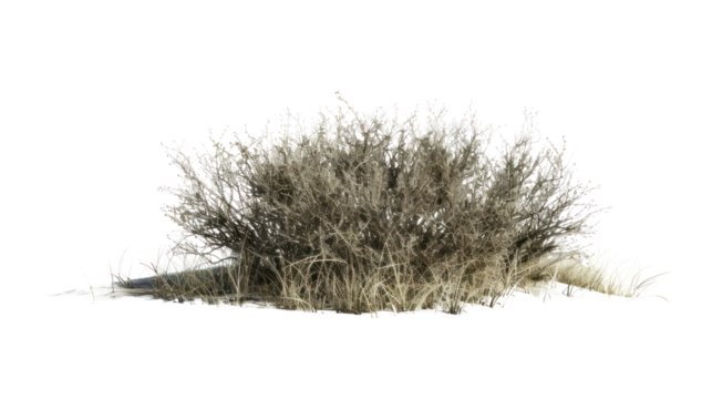 Dry grass with grass isolated on transparent and white background.PNG image
