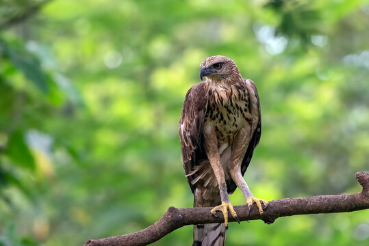 Changeable hawk eagle on a branch, Indonesia