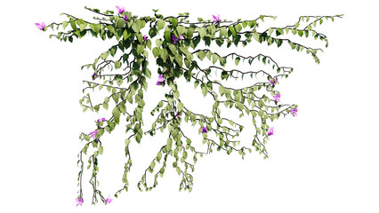 Plant and flower vine green ivy leaves tropic hanging, climbing isolated on transparent background.